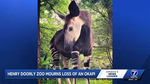 Henry Doorly Zoo & Aquarium announces death of okapi