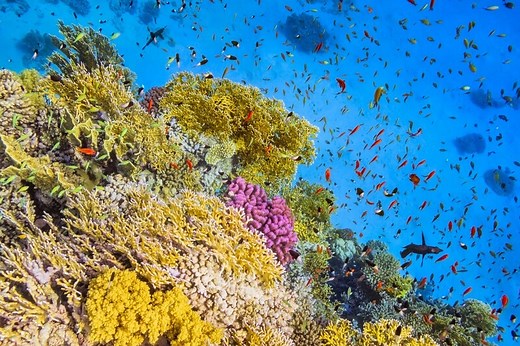 Why technology is vital to preserving ocean biodiversity
