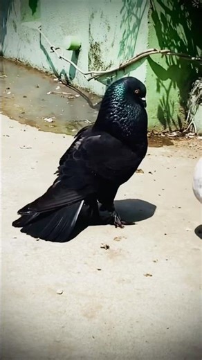 The image displays a pet black pigeon, likely a fancy breed like a Pouter or Cropper, standing on