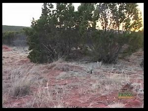 Primos Predator Calling Bobcats