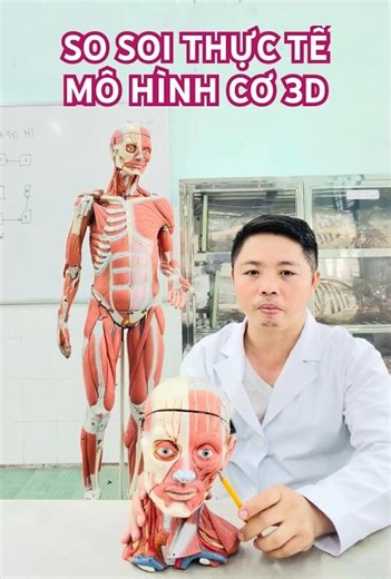 Review Mô hình Giải phẫu Cơ Đầu Mặt Cổ 3D: Cận cảnh từng bó cơ! #giaiphau #coduumatco