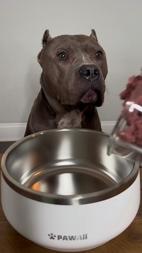 Delicious Dog Dinner Ideas: Beef Liver Dog Bowl Recipes