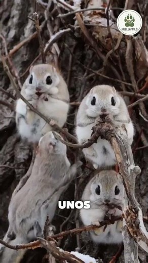 🐿️ ¡La Ardilla que VUELA Existe! 😱 #vidasalvaje #sabiasque #curiosidades #animales #fauna