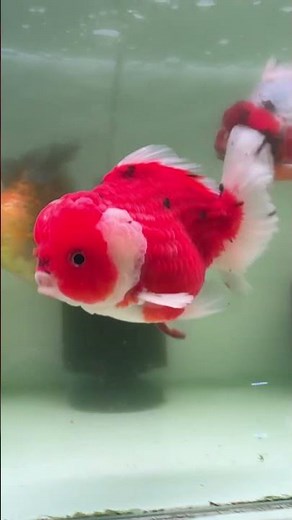 🔴 Exotic Red Jelly Head Goldfish 🐠✨ | Rare Fancy Goldfish Ultra HD Aquarium Beauty