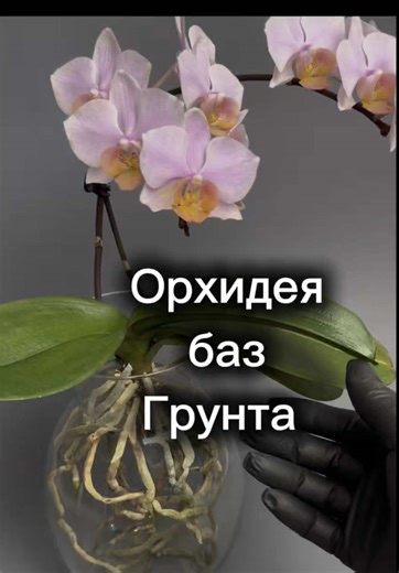 Орхидеи без коры: уход и рост 🌱