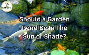 Should a Garden Pond Be In The Sun or Shade? - Simplify Gardening