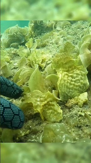 Spot the baby golden kelp on reefs once stripped bare by sea urchins.