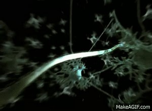 Nerve impulse Animation on Make a GIF