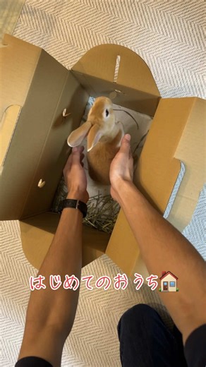 ぱぱしゃんを声変わりさせちゃう可愛さのうに👨🏽💘🐰 #可愛すぎて声変わり #うさぎ #ミニレッキス #ミニレッキスベビー #rabbit #minirexrabbit #minirex #bunny