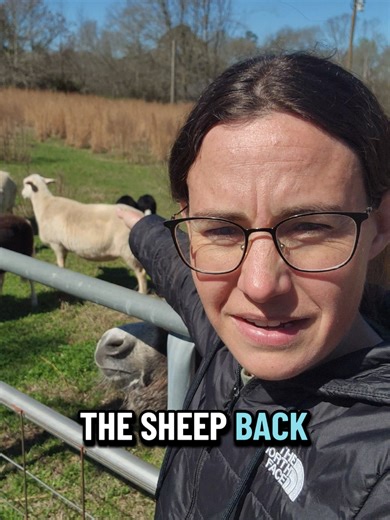 Sheep and Their Guardian Donkeys Reunited