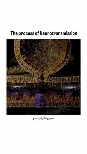 World of Biology on Instagram: "Synaptic transmission is the fundamental process by which nerve cells communicate with one another. This flow of information begins when an electrical impulse reaches the end of a presynaptic neuron, triggering the release of chemical messengers called neurotransmitters from synaptic vesicles into the tiny gap known as the synaptic cleft. These neurotransmitters then diffuse across the cleft and bind to specific receptors on the postsynaptic neuron. This binding e