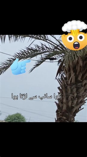 Crow Fights Snake: A Unique Wildlife Encounter