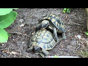 Gentlemen, Respect woman's boundaries! | Turtle mating sounds