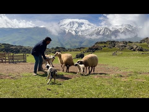 AĞRI DAĞINDA KOYUN SÜRÜLERİ VE ÇOBANLARI( ‪@ak_koyun_tv‬ serhat kardeşimle birgün)