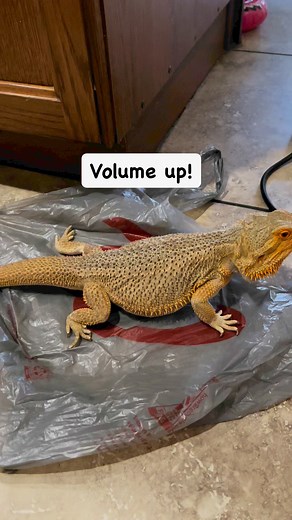 8.2K reactions · 118 shares | MexiThai殺 Monty the gassy lizard藍 #reptilelover #beardeddragonsofinstagram #reptile #beardeddragonmom #reptileworld | Monty Moddang | Facebook