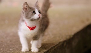 Ce chat a appris la langue des signes