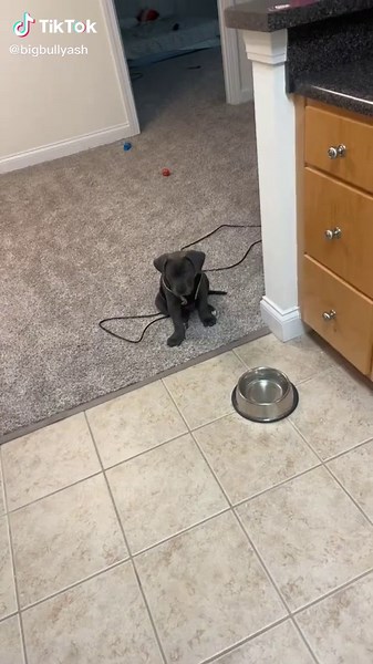 He was so smol 😭🥺 #puppytok #puppylife #dogsoftiktok #puppy #bullybreeds #americanbully #xlbully