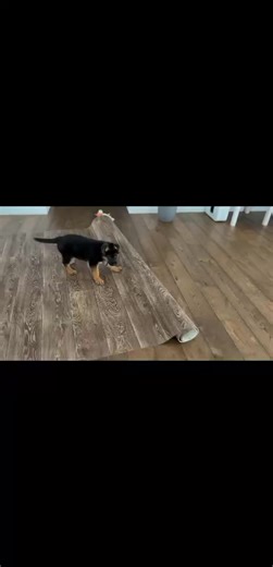 cute | GermanShepherd