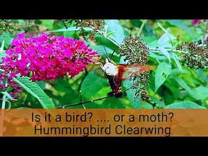 Is it a Humming bird or is it a Moth? Everything you should know about the Humming bird Moth!