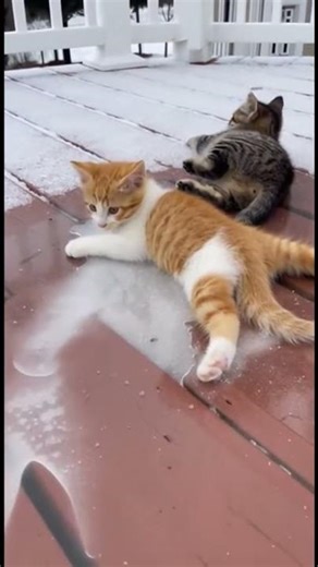 This is what happiness looks like ❄️😻🤍