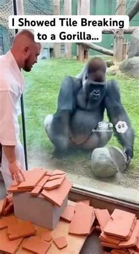 🦍🥋Karate Master Breaks 15 Tiles — Then the Gorilla Crushes a Rock with Bare Hands #gorilla #karate