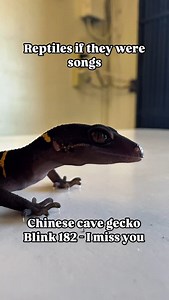 I could listen to this playlist everyday, except maybe the banjo…… . . . . . #reptiles #lizards #snakes #music | LLLReptile & Supply