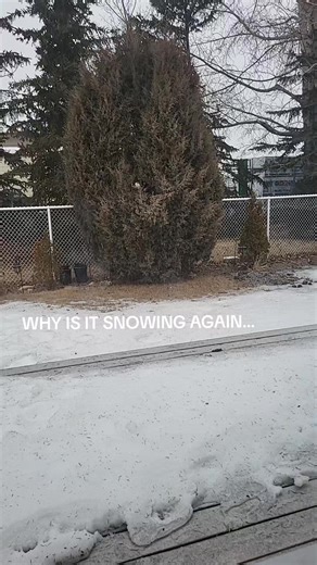 IT'S SNOWING AGAIN 💔💔 #snow #ihatewinter🥶🥶 #ihatesnow #snowfall #ihatesnownow