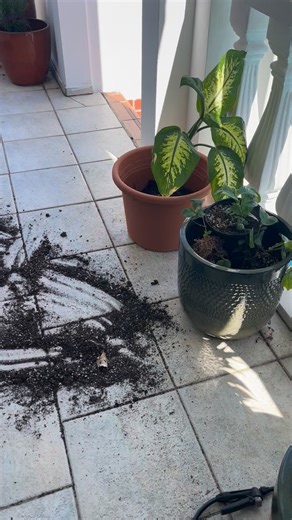 Chasing butterfly’s 🦋 | Angie Wallace