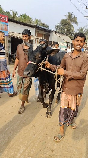 #gazipurer cow market#amraid gorur hat#cow price 2024#vai koto hoise 2024#gorur dam 2024 | Safollo Tv