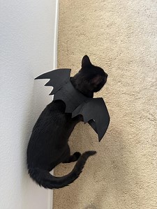 Halloween Pet Bat Wings: Adjustable Costume for Cats & Small Dogs - Etsy