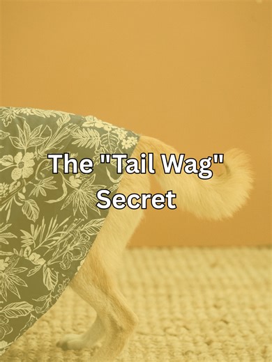 Understanding Dog Tail Language for Better Communication