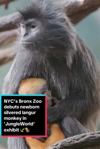 Bronx Zoo Introduces Adorable Baby Silvered Langur Monkey
