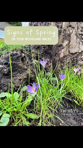 Signs of Spring During Woodland Walks