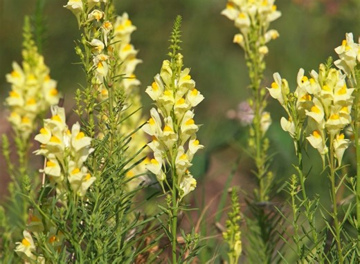 Weeds we see in Colorado, invasive we don’t know