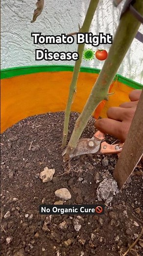 Tomato Plant Blight has No Organic Cure 🦠🍅🚫🪴 #gharkikheti #blight #tomato #cure