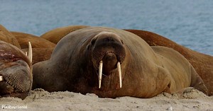 Walrus from Space Detectives Needed for British Antarctic Survey | GreaterGood