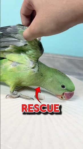 Rescue Indian Parrot #Rescue #birds #parrot #petlovers