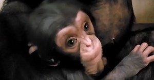 Baby Chimp Who Melted His Mother's Heart In Viral Video Is Found Dead In Her Arms