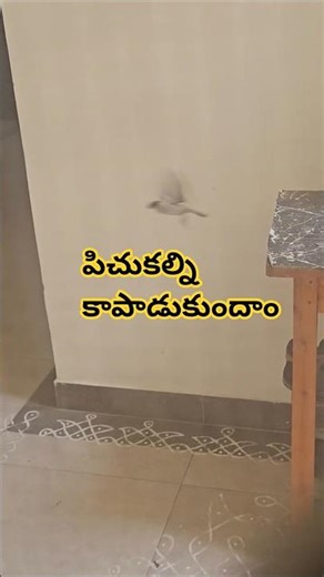 🐦Sparrow care-providing food for these Tiny Creatures🐦🦜