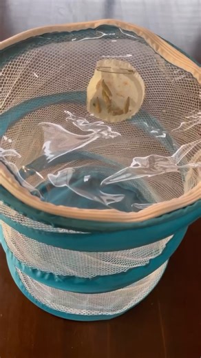 Watch Educational National Geographic butterfly growing kit on Amazon Live