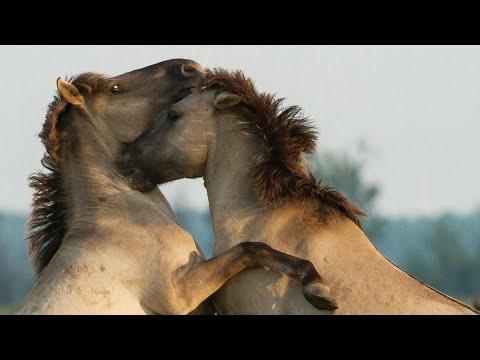 The Horse | A Nature Documentary 