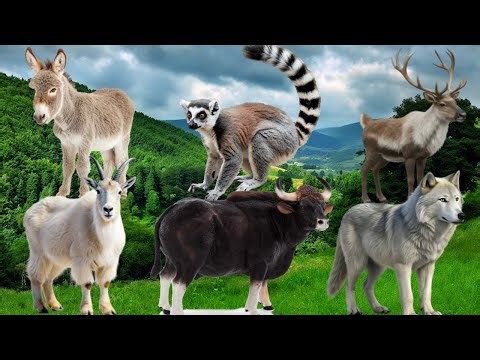 Farm Animal Sounds - Goat, Donkey, Wolf, Gaur, Reindeer, Ring-tailed Lemur... - Animal Moments
