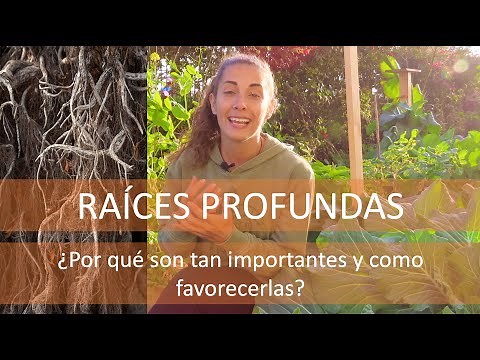 Benefícios de las RAÍCES PROFUNDAS y como fomentarlas