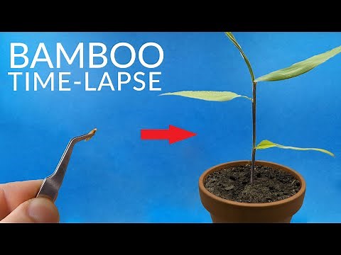 BAMBOO Growing From Seed Time-lapse