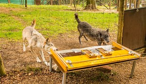 In a widely used behavioral experiment that requires teamwork, wolves showed up dogs. | ScienceTake