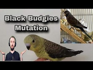 Black wing and black face budgies parrot | black budgies mutation | black budgies price in Pakistan