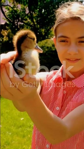 Welsh Harlequin Ducks: The Perfect Pet