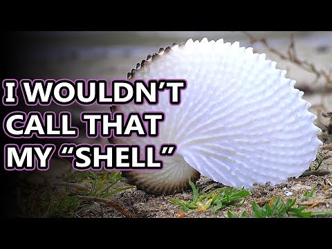 Argonaut facts: aka paper nautilus | Animal Fact Files