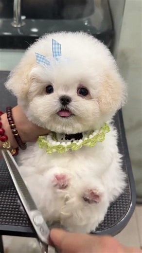 Unraveling the Curious Little Chubby Nose: Bichon Mini Korean Bichon Frise Pet Mysteries