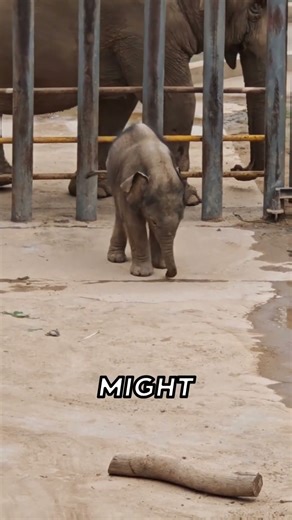 Baby Elephant's EPIC Fail! 🤯 Mom's Priceless Less